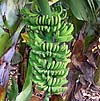 Op La Gomera teelt men veel bananen
Op La Gomera teelt men veel bananen