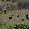 Een geitenherder op Tenerife
Een geitenherder op Tenerife